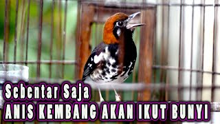 Download lagu ANIS KEMBANG PASTI IKUT NGEPLONG, PANCINGAN ANIS KEMBANG mp3 Download lagu ANIS KEMBANG PASTI IKUT NGEPLONG, PANCINGAN ANIS KEMBANG mp3