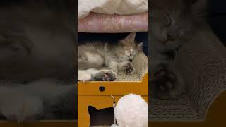 メインクーンのあかねちゃん（寝てるだけ１分動画）
