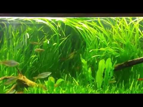 Watch Video on YouTube