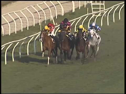 Galoppo 13/02/2015 - 2° corsa