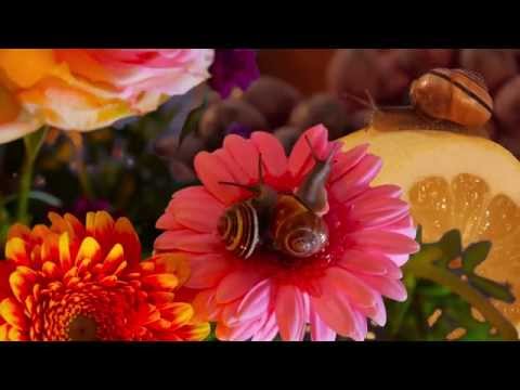 Video-Thumbnail von YouTube