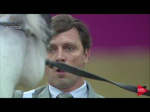 N.162 JULAIBEEB AL FAHED - 2019 Qatar Nat. Peninsula show - Stallions 4 to 6 Y.O. (Class 10).mp4
