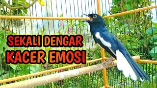 Download lagu SEKALI DENGAR KACER EMOSI KONSLET SEKETIKA !! PANCINGAN KACER GACOR PASTI NYAUT AMPUH. mp3 Download lagu SEKALI DENGAR KACER EMOSI KONSLET SEKETIKA !! PANCINGAN KACER GACOR PASTI NYAUT AMPUH. mp3