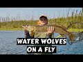 How to Catch "Water Wolves" on a Fly