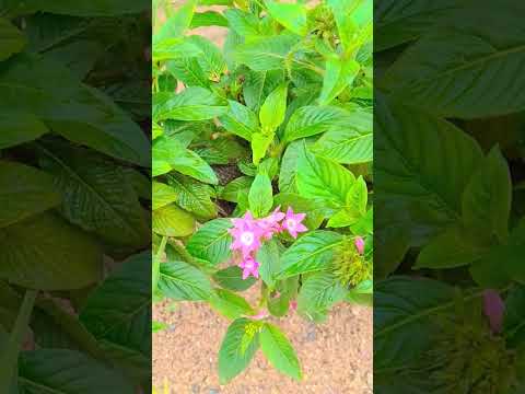 1 July 2025#public #varelshorts #love #highlight #flowers #oldisgoldsongs