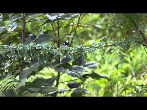 Golden-hooded Tanager