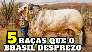 O BRASIL IGNOROU essas RAÇAS … e talvez tenha RAZÃO 