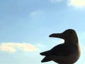 Neil Diamond - Jonathan Livingston Seagull 1 ...
