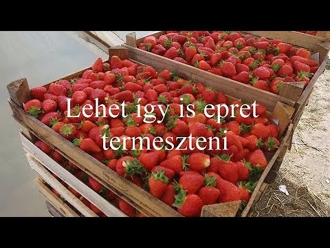 , title : 'Lehet így is epret termeszteni'