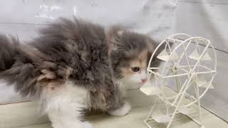 サイベリアンの動画01