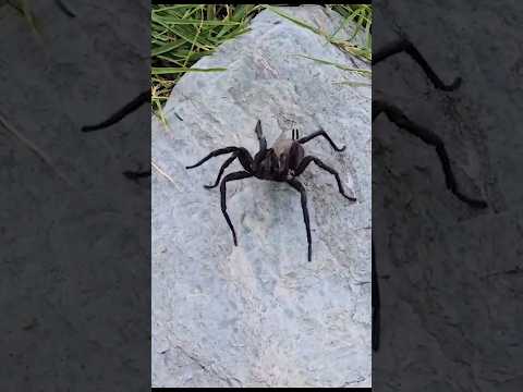 Tom Patterson BIT by a HUGE SPIDER!