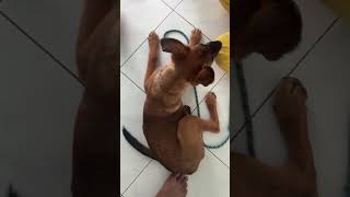 Download lagu Astro training 🐾 mp3 Download lagu Astro training 🐾 mp3