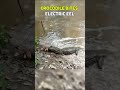 CROCODILE BITES ELECTRIC EEL #wildlife #animal