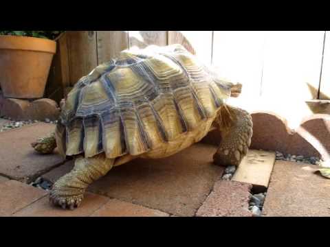 Lối quen vắng người - Hoàng Quân