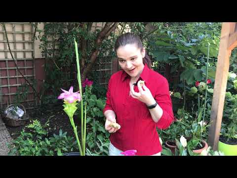 Cum plantam si ingrijim ghimbirul sa infloreasca #ingrijireaflorilor