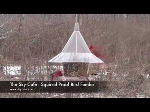 download lagu mp3 mp4 Arundale Bird Feeders, download lagu Arundale Bird Feeders gratis, unduh video klip Arundale Bird Feeders