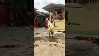 Download lagu Save kambing kepala hitam kawin 3/11/2023 #peternakkambing mp3