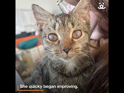 Kitten heals and helps other kitties feel better