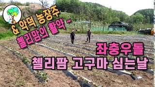 좌충우돌 첼리팜 300평 고구마 심는날 & 악덕농장주 첼리맘의 활약