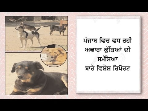 Punjab facing the severe problem of stray dogs Spl. Report on Ajit Web TV.