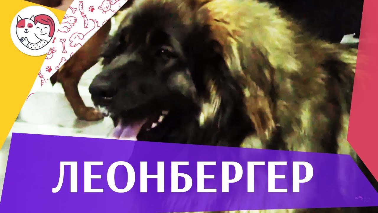 Леонбергер на ilikepet. Особенности породы, уход
