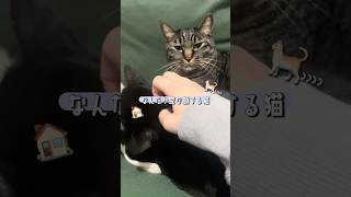 寝ぼけすぎて変な顔になってる猫