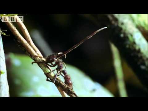 Cordyceps: attack of the killer fungi   Planet Earth Attenborough BBC wildlife