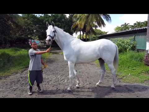 Borrascoso será presentado en la Serie Hipica 2016