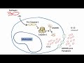 DMF or MMF inhibits gasdermin-mediated IL-1β release - Video abstract [ID 219867]