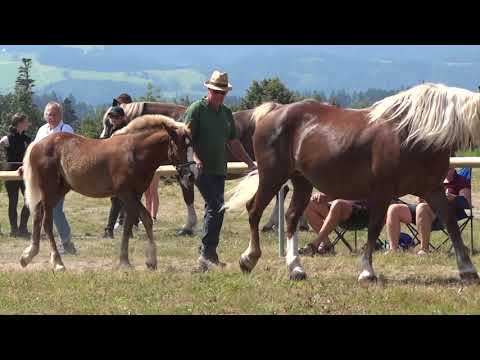 27. Dario - Schwarzwälder Kaltblut Hengstfohlen - Kaltblut Fohlenschau Sankt Märgen am 12.08.2021