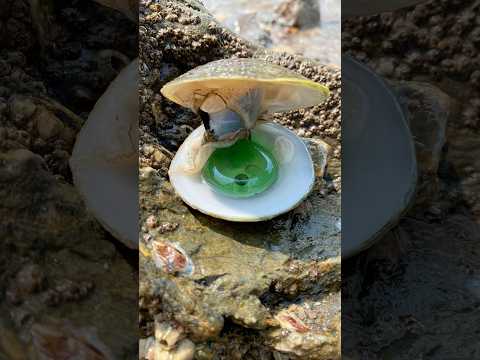 Wonderful day finding beautiful Pearls in the #shorts #clam #pearl #satisfying