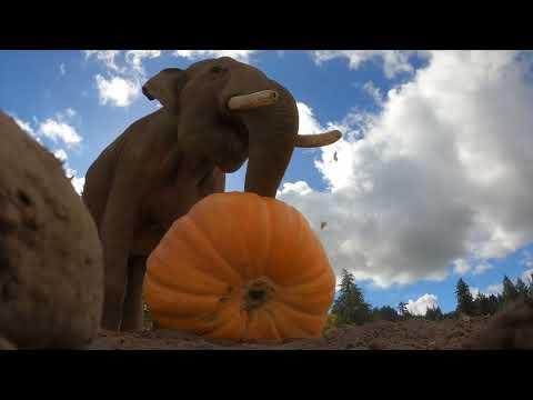 Massive Elephant Takes on a 500-Pound Pumpkin