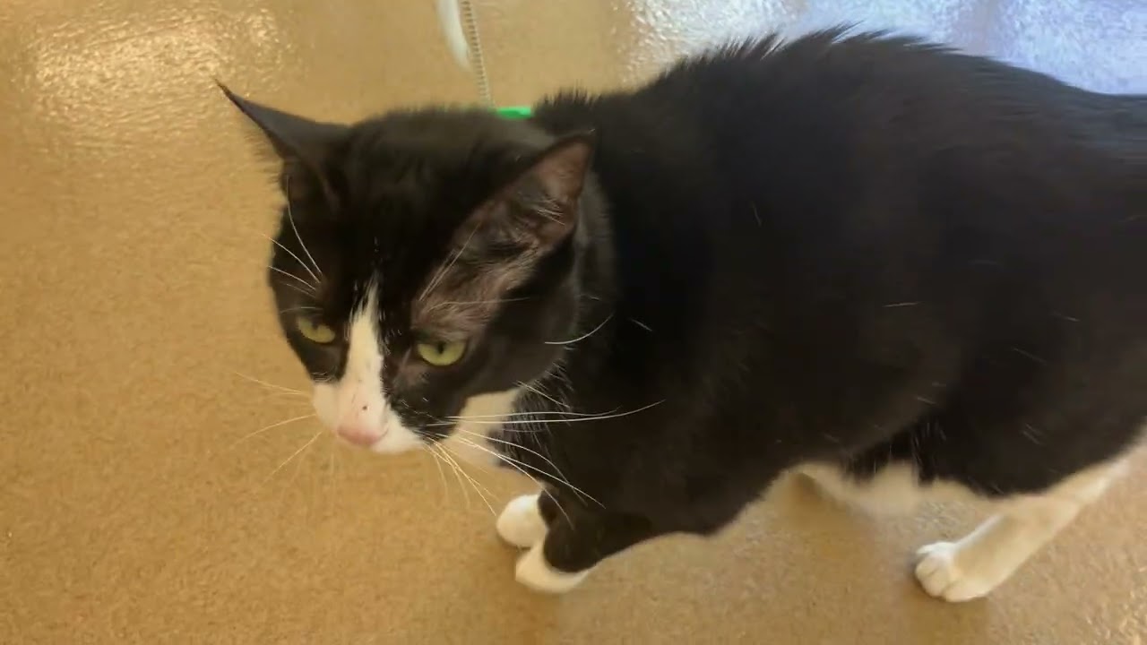Little Bit, an adopted Domestic Short Hair in Eatontown, NJ video 3/6
