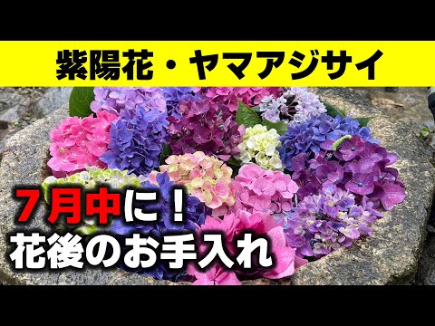 白いパニクラータアジサイを上手に管理して、屋外スペースに完璧な雰囲気を与える方法  庭園