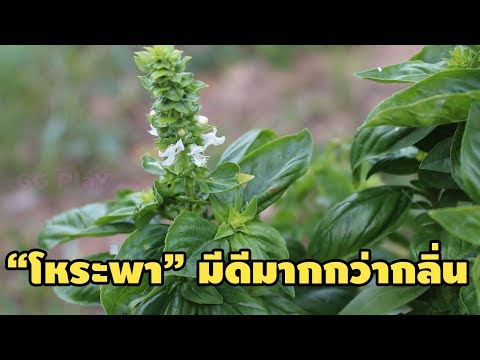 โรคสะเก็ดเงิน 25 ปี การรักษาโรคผิวหนังภูมิแพ้ของเด็ก 5 เดือน