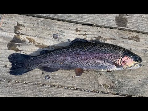 Learning a new stocked Rainbow Trout pond. Shads Landing State Park (Catch, Clean, Cook)