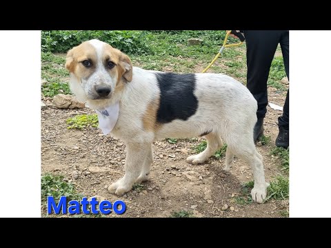 Regalo MATTEO bellissimo cucciolo maschio 