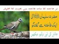 Hazrat Sulieman a.s Ki Ek fakhta sy Guftugu | Nar Fakhta Ka Apni Madaa Fakhta sy Muhabbat ka Izhar