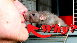 Fascinating Behaviors of Pet Rats Explored & Explained