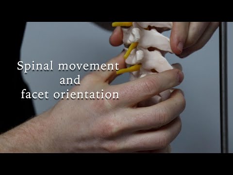 What does facet orientation have to do with spinal movement?