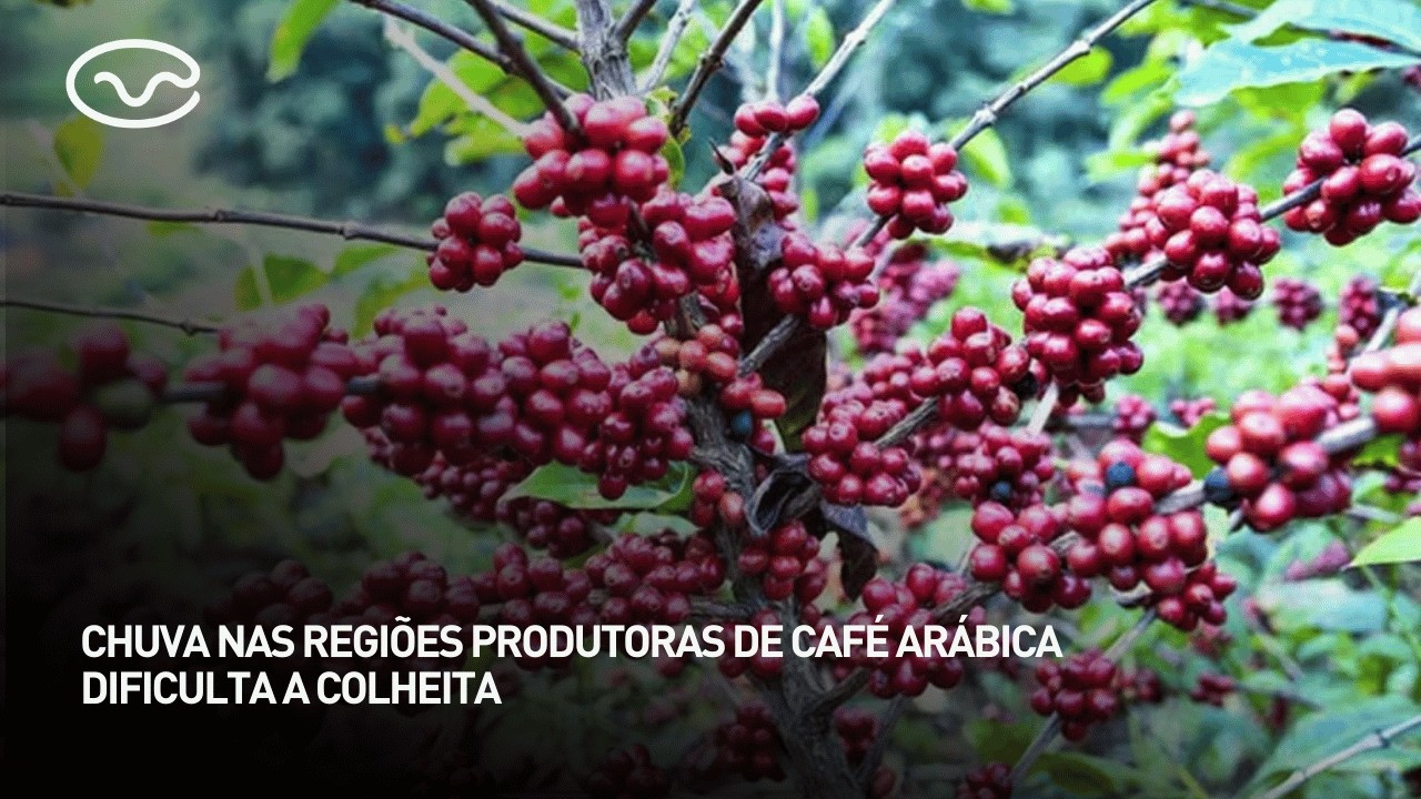 Chuvas nas regiões produtoras de café arábica dificulta a colheita