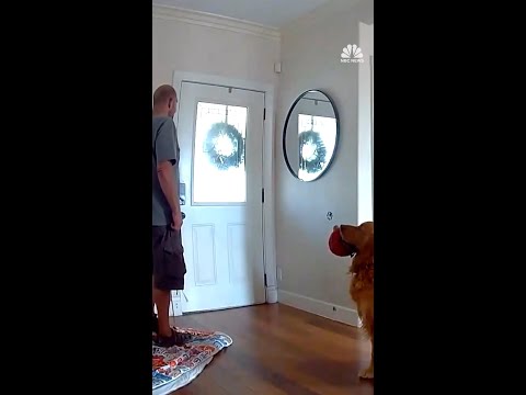 Dog tries to befriend home intruder