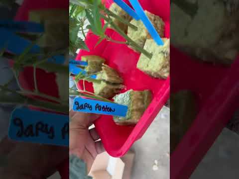 Indoor grow with clones from green dragon LA and kush corner 2 LA in coco coir  #heavy16