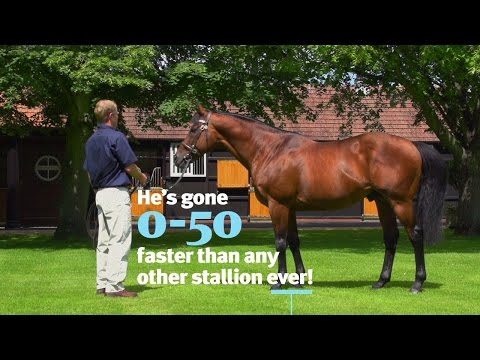 Dubawi. He’s gone 0-50 faster than any other stallion ever! Here's how he did it!