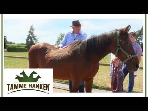 Tamme weigert sich Pferd zu behandeln! | Tamme Hanken | Kabel Eins