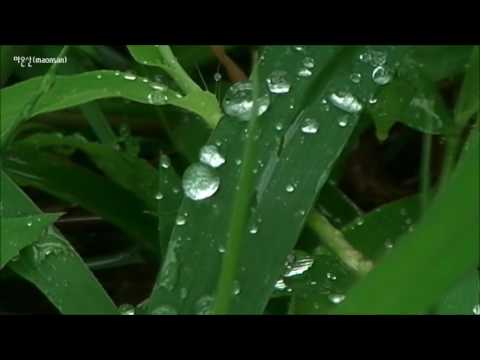 healing / dew of raindrops on grass