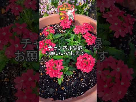 本物のバーベナ 植物