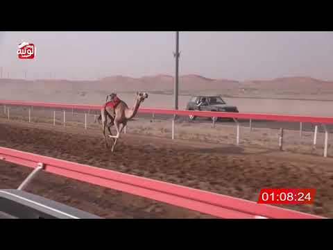 ش 21 (السياحي) لـ عادل إبراهيم أبوالسر 2:12:25 , شارة الصندوق 2026/07/04 فطامين الوقن