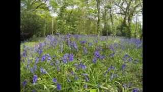 preview picture of video 'Royal Victoria Country Park'