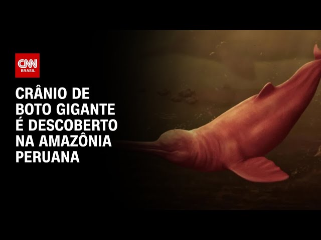 Fatos Sobre Golfinhos Do Rio Amazonas Boto Tucuxi Do Rio Amazonas